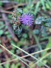 Elephantopus tomentosus
