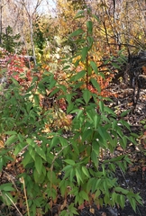 Cerasus