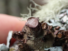 Tuckermanopsis platyphylla