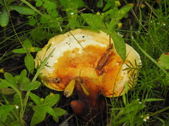Ganoderma curtisii