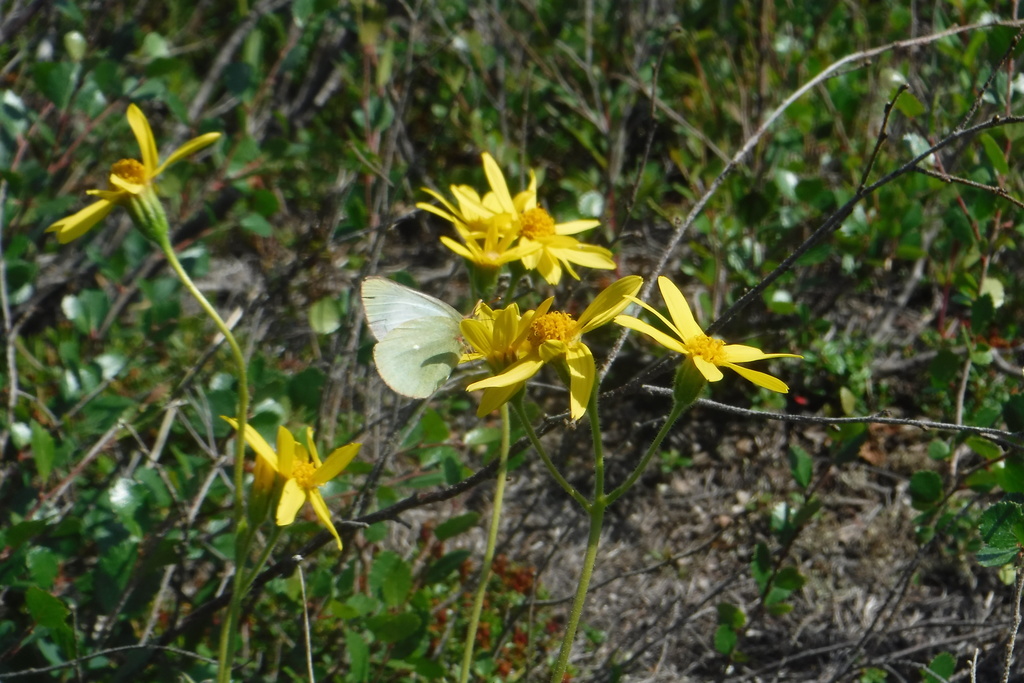 Colias chippewa