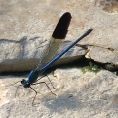 Calopteryx syriaca