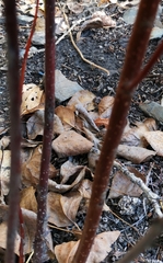 Cerasus