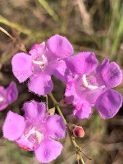 Agalinis fasciculata