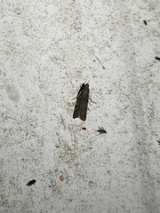 Phycitodes reliquellum