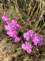 Agalinis fasciculata