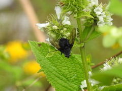 Oestroidea