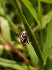 Oestroidea
