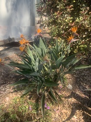 Strelitzia