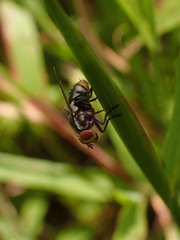 Oestroidea