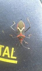 Leptoscelis tricolor