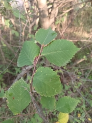 Ulmus laevis