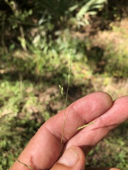 Leersia