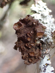 Tuckermanopsis platyphylla