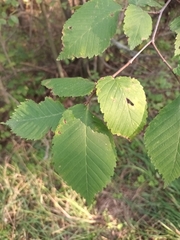 Ulmus laevis