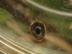 Apolinus lividigaster