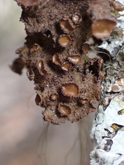 Tuckermanopsis platyphylla