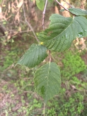 Ulmus laevis
