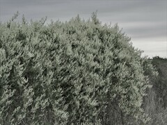 Fallopia baldschuanica