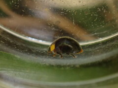 Apolinus lividigaster