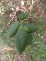 Ulmus laevis