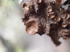 Tuckermanopsis platyphylla