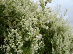 Fallopia baldschuanica