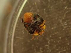 Apolinus lividigaster