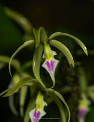 Prosthechea ionocentra