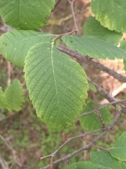 Ulmus laevis