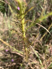 Agalinis fasciculata
