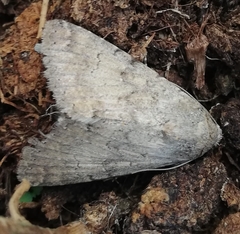 Pandesma robusta