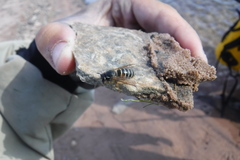 Dolichovespula albida