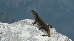 Pseudocordylus microlepidotus