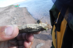 Dolichovespula albida