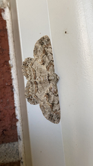 Iridopsis defectaria