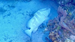 Epinephelus striatus