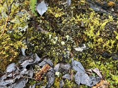 Cladonia chlorophaea