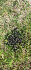 Sylvicapra grimmia
