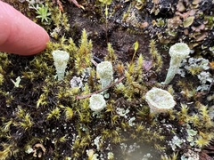 Cladonia chlorophaea