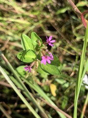 Cuphea carthagenensis