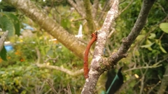 Biston betularia