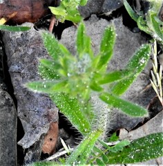 Echium vulgare
