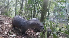 Lontra longicaudis