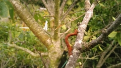 Biston betularia
