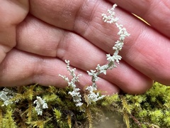 Cladonia squamosa