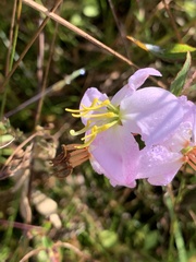 Rhexia mariana