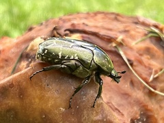 Protaetia cuprea