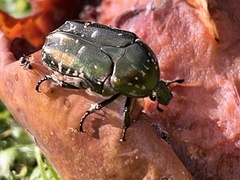 Protaetia cuprea