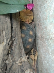 Chelonoidis carbonarius